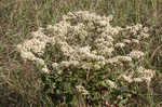 Dogtongue buckwheat